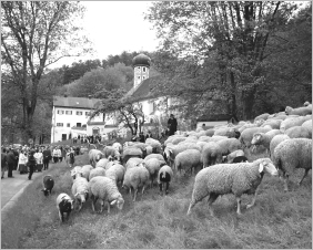 Segnung der Schafe bei M&ouml;rnsheim
